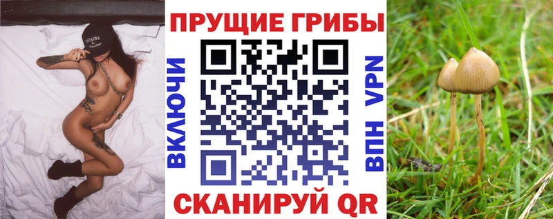 Псилоцибиновые грибы Psilocybine cubensis  Курск 