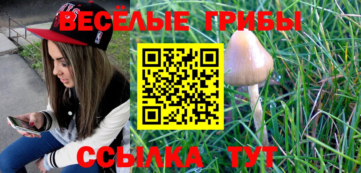 Псилоцибиновые грибы Psilocybine cubensis Курск